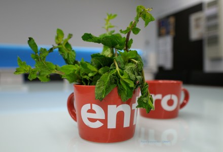 Entro-Mugs with Fresh Mint