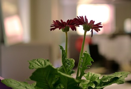 Green Office with Voilet Accent