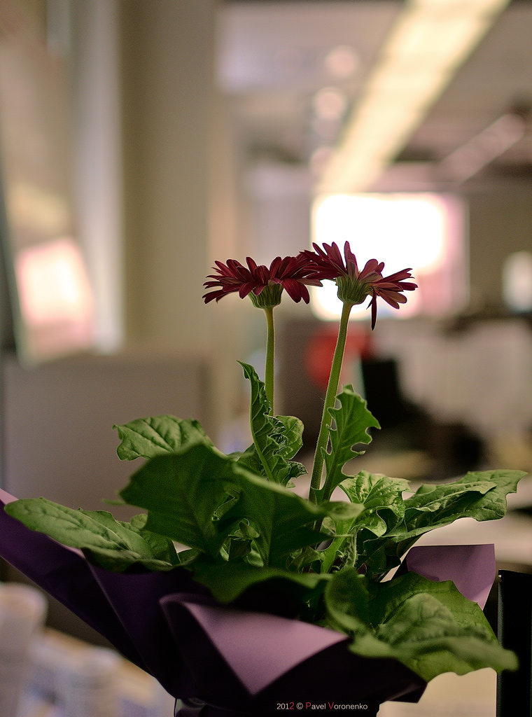 Green Office with Voilet Accent